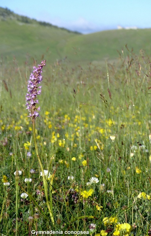 Orchidee a Campo Imperatore tra Medioevo e wilderness  primavera 2023